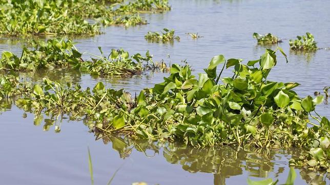 El lirio acuático, eficaz contra los derrames de hidrocarburos