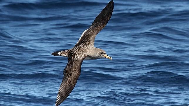 El peligro de la contaminación lumínica para las aves marinas