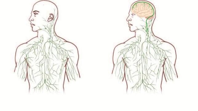 Identifican nuevos vasos sanguíneos que conectan el cerebro con el sistema inmune