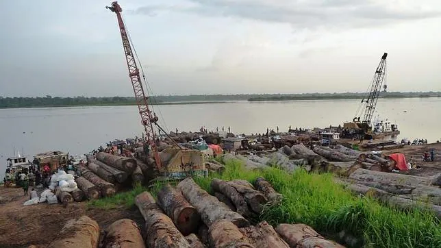 Fotografía facilitada por la organizaicón Global Witness de decenas de troncos de árbol listos para ser transportados fuera del bosque por el río con destino a Kinshasa, la capital congoleña.