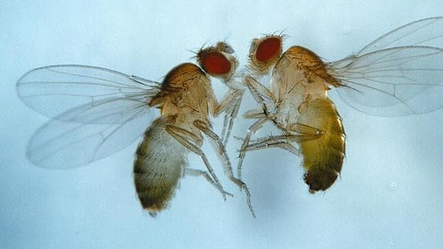 Dos moscas del vinagre utilizadas para una investigación