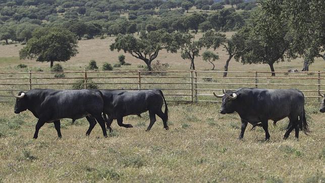 Victorinos de El Cid, en La Tiesas