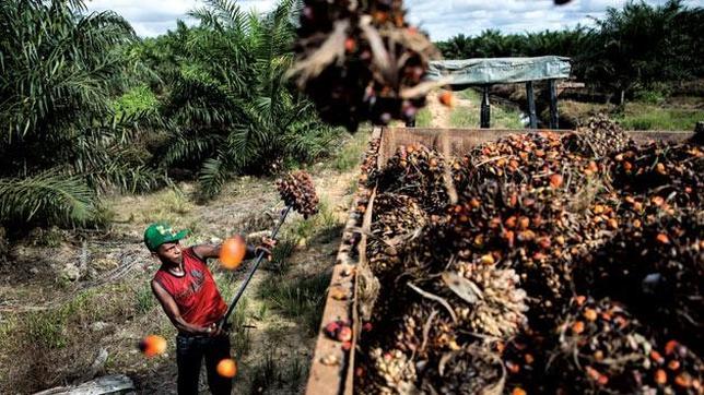 Mano de obra barata en la industria del aceite de palma en Borneo