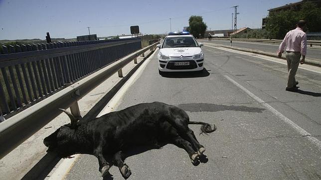 Pacma exige que se revisen los protocolos a raíz del novillo que se escapó en Talavera