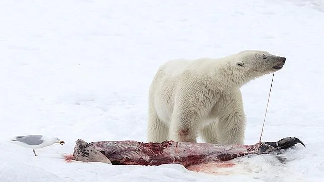 Un oso polar y una gaviota «compartiendo» la carne de un delfín de pico blanco
