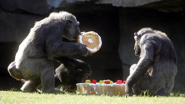 Los chimpancés «humanizados» pueden recuperar su vida salvaje