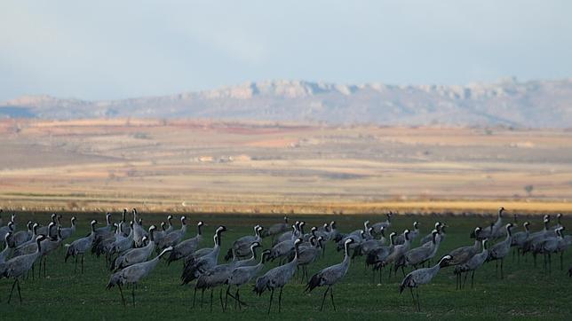 Gallocanta: la laguna natural más grande de España