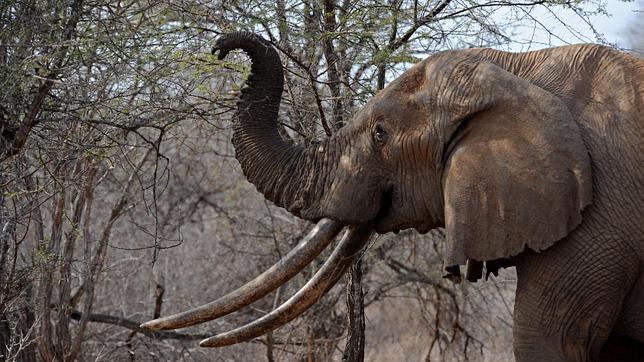 Los investigadores analizaron el ADN del marfil del elefante