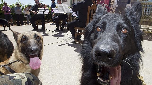 Concierto «sólo para perros»