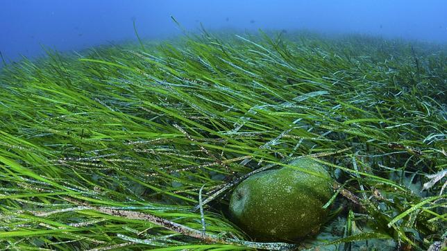 Las bacterias marinas reducen su tamaño por el cambio climático, según un estudio