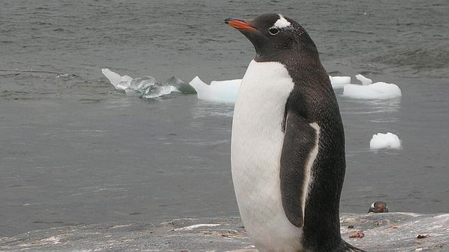 Devuelto al zoo de Tiflis un pingüino que había huido a nado hasta Azerbaiyán