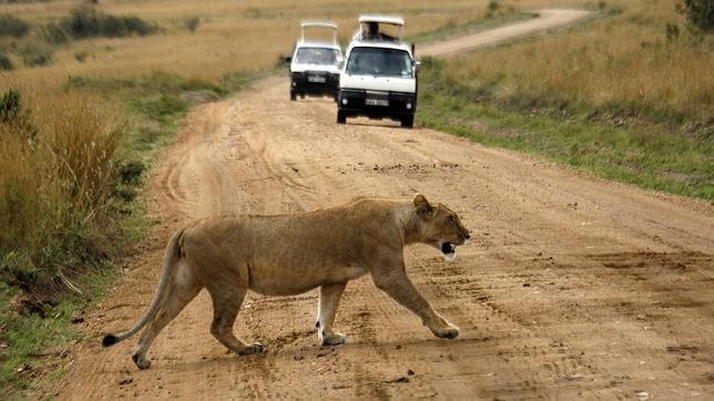 Lista Roja: el león sigue siendo una de las 22.784 especies amenazadas de extinción