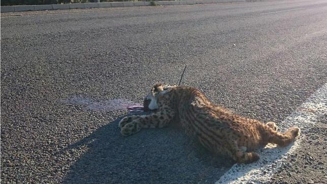 El lince ibérico ya no está «En Peligro Crítico» para la UICN