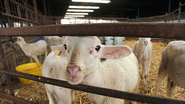 De oveja «Dolly» a sabrosa cena en algún hogar parisino