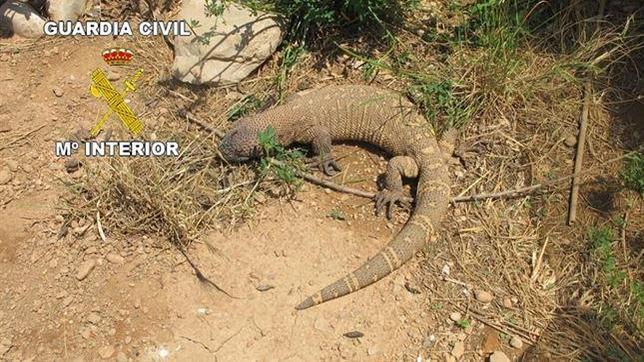 Hallan en Castellón un lagarto venenoso originario del desierto americano