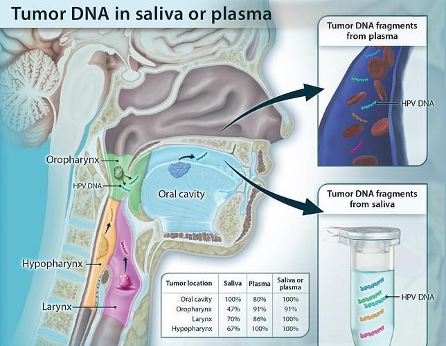 El cáncer desprende fragmentos de ADN en la sangre y la salica que gracias a los avances en las técnicas de secuenciación se pueden detectar mucho antes de que aparezcan los primeros síntomas clínicos