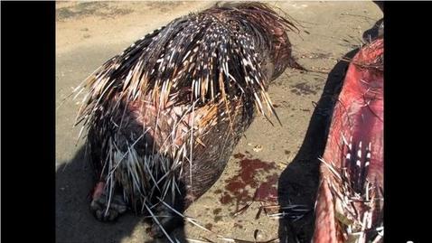 La pitón a la que se le atragantó un puercoespín de 13 kilos