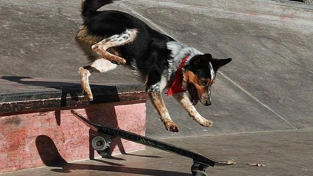 Las asombrosas habilidades del perro más listo del mundo