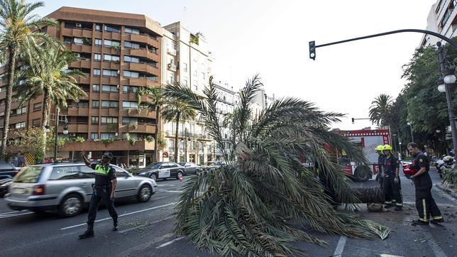 Una palmera de ocho metros cae en Germanías e invade hasta cuatro carriles