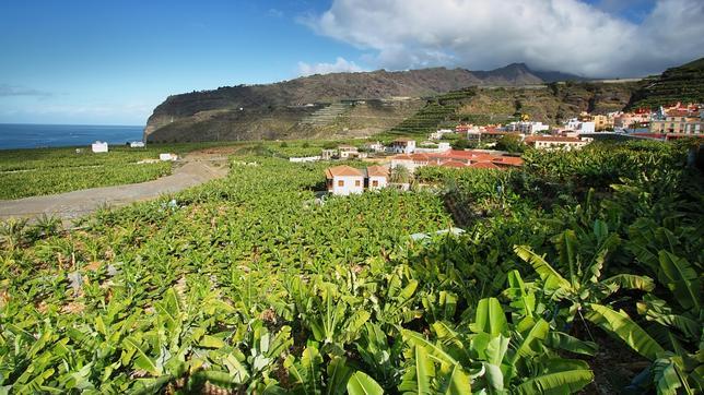 Plantación de plátanos en Tazacorte
