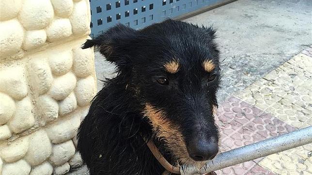 La Policía salva la vida a una perra abandonada en un maletero a 45 grados