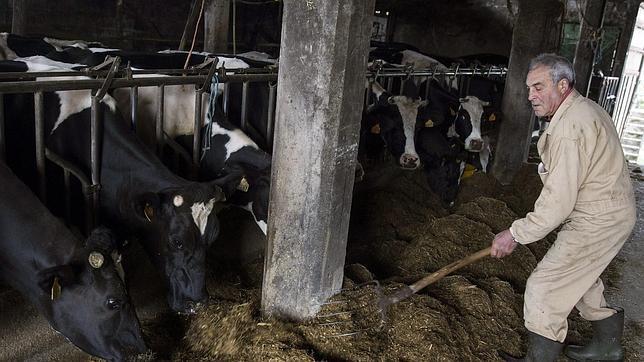 Los ganaderos denuncian «precios ruinosos» por su leche
