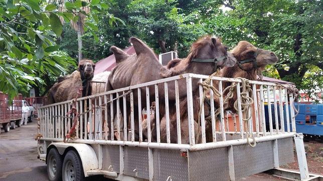 Ciudad de México se despide de los animales en los circos