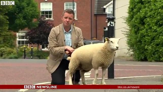 Un oveja se orina encima de un corresponsal de la BBC en pleno programa