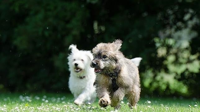 Dos cachorros jugando en el jardín