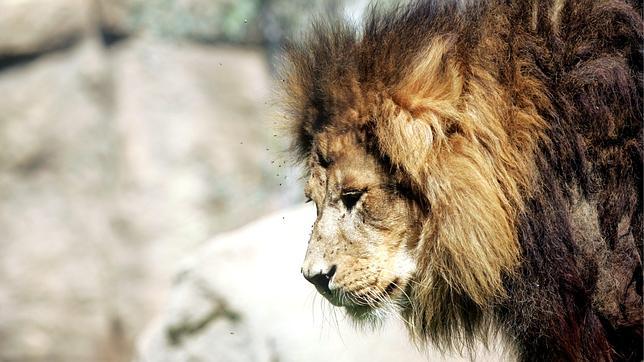 Bioparc Valencia, la selva del cauce del Turia