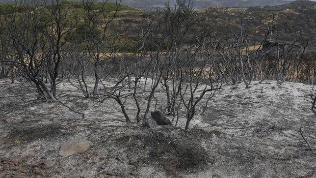 Se busca a un pirómano que lleva diez días provocando incendios en montes de Teruel