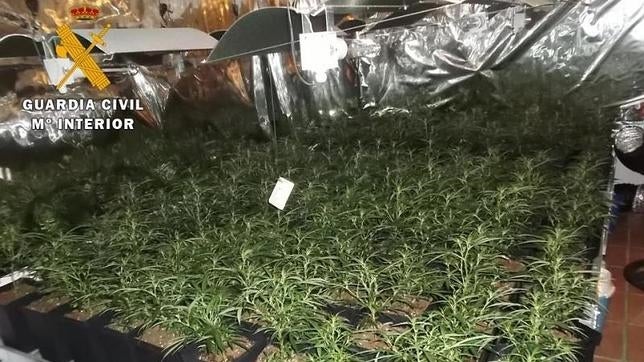 Desmantelados cinco laboratorios de marihuana enchufados al alumbrado público