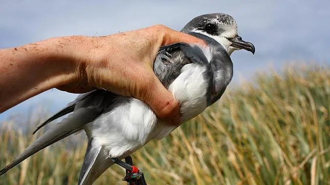 En las aves marinas coloniales la competencia por los recursos tróficos entre especies es muy alta
