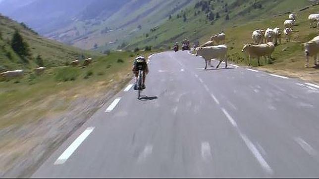 Un rebaño de vacas se cruza en el descenso del Tourmalet