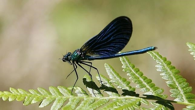 Descubren unos genes que explican el éxito de supervivencia de los insectos