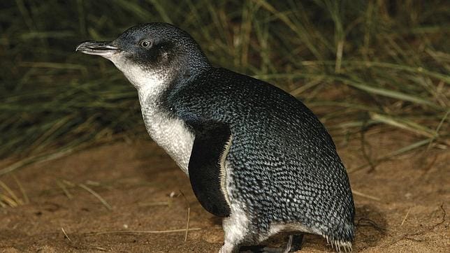 Se ha estudiado sobre la población de pingüino enano australiano (Eudyptula minor) del Parque Natural de Phillip Island