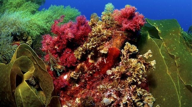 Diez lugares mágicos para bucear en España