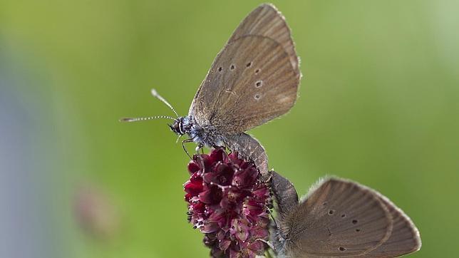 Con el mínimo roce la piel de los afectados se desprende como la de una mariposa