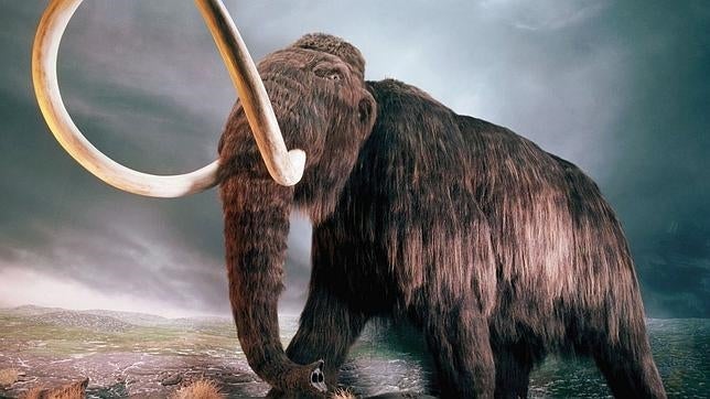 El cambio climático llevó a la extinción de la megafauna