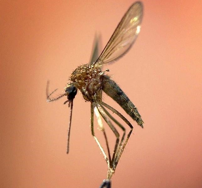 Así seleccionan los mosquitos a sus víctimas