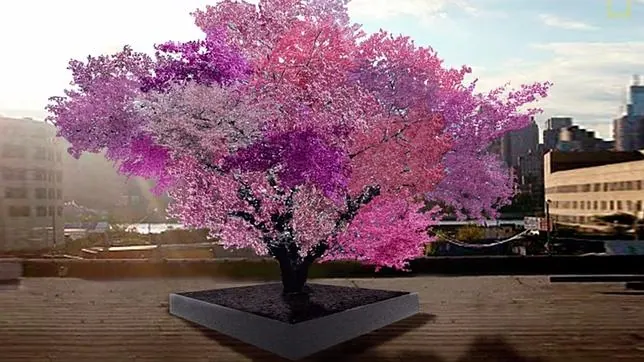 El «Árbol de las 40 frutas» es el producto de una antigüa técnica de injerto consistente en unir en un mismo árbol ramas de diferentes tipos de frutales
