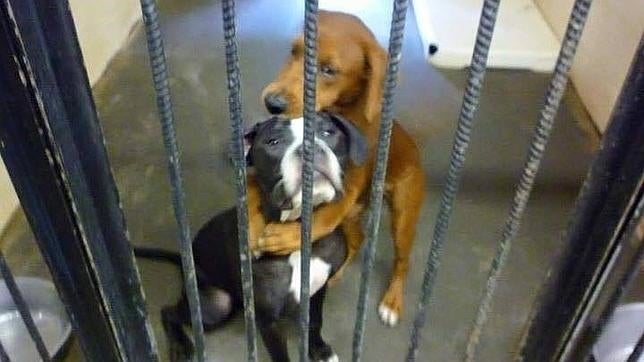 El emotivo abrazo entre dos «perritas» que les salvó la vida «in extremis»