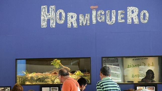 El Museo de las Ciencias cuenta con una nueva colonia de hormigas en crecimiento