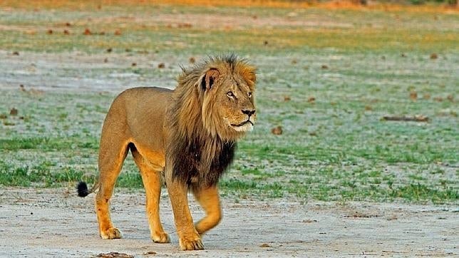 La muerte de Cecil, punta del iceberg de la caza furtiva