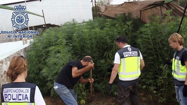 Dos detenidos con casi 1.800 plantas de marihuana en un chalet de Valdemorillo