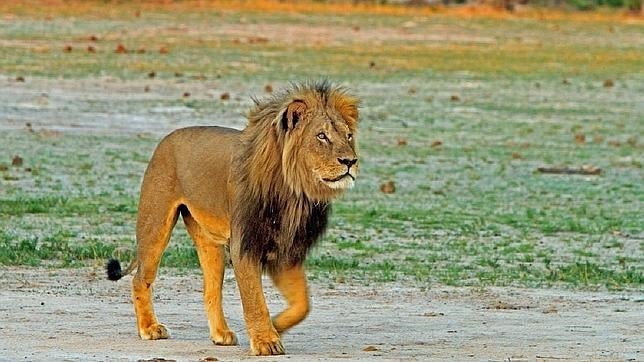 El negocio de la caza amenaza la fauna salvaje de África