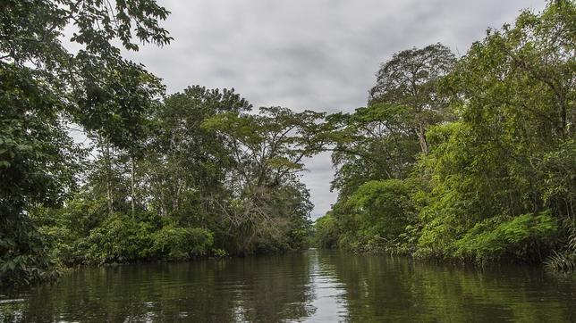 La desaparición de los bosques inundados amenaza la diversidad del río Amazonas