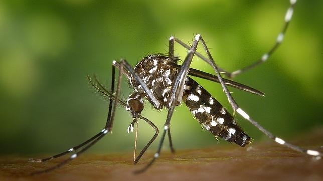 Investigan si el aceite y las proteínas de los mosquitos pueden servir para fabricar alimentos