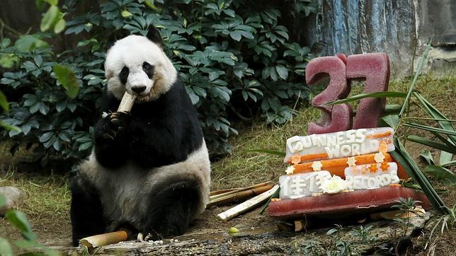 Pastel y zumo para festejar el cumpleaños del oso panda más viejo del planeta