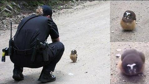 Vídeo: El adorable polluelo de búho que saluda a la Policía